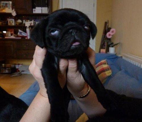 LOL Animals (12)