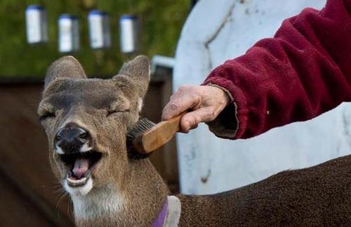 LOL Animals (13)
