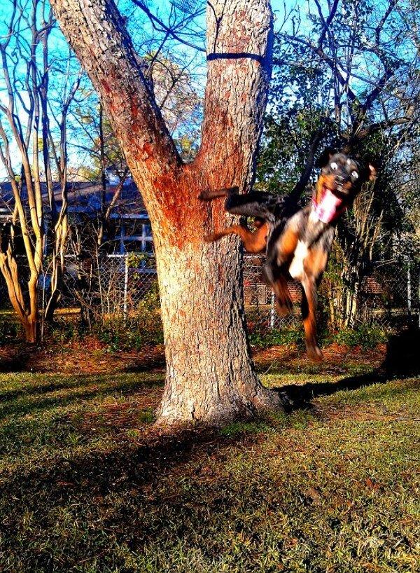 LOL Animals (14)