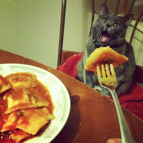 LOL Animals (15)