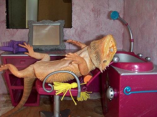 LOL Animals (16)