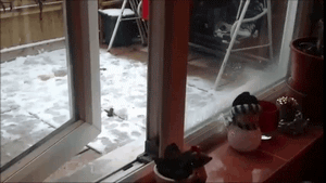 sayomg1.gif