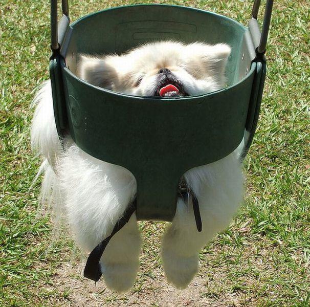 Dj Booth For Sale >> 23 Places Pomeranians Don't Belong | Pleated Jeans Dj Booth For Sale >> 23 Places Pomeranians Don't Belong | Pleated Jeans