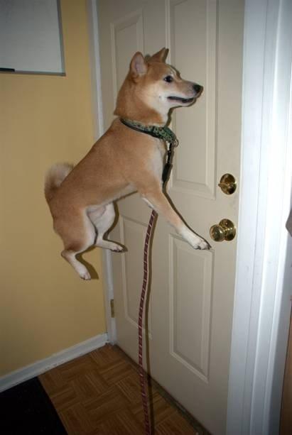 shiba inus belong don places via dont air
