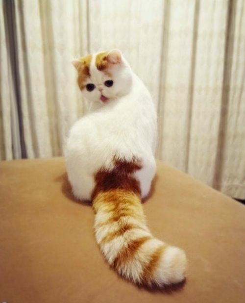 Meet Snoopy the Exotic Shorthair Cat (22 Pics) | Pleated Jeans