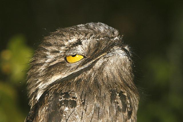 The Potoo is the Funniest Looking Bird You Will Ever See (14 Pics