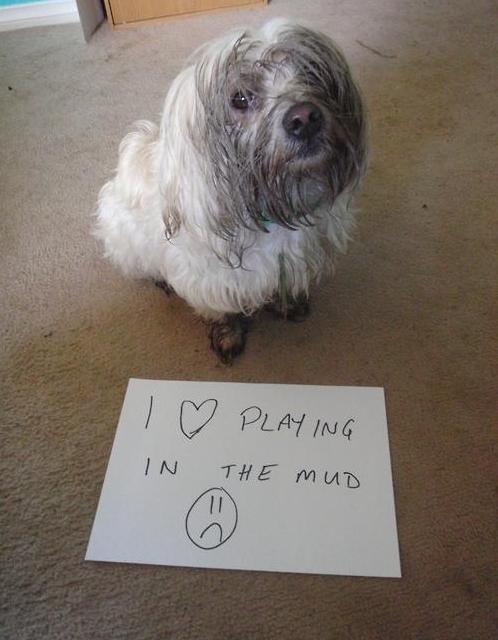 Friday Funny: Dog Owners Will Understand (20 Pics)