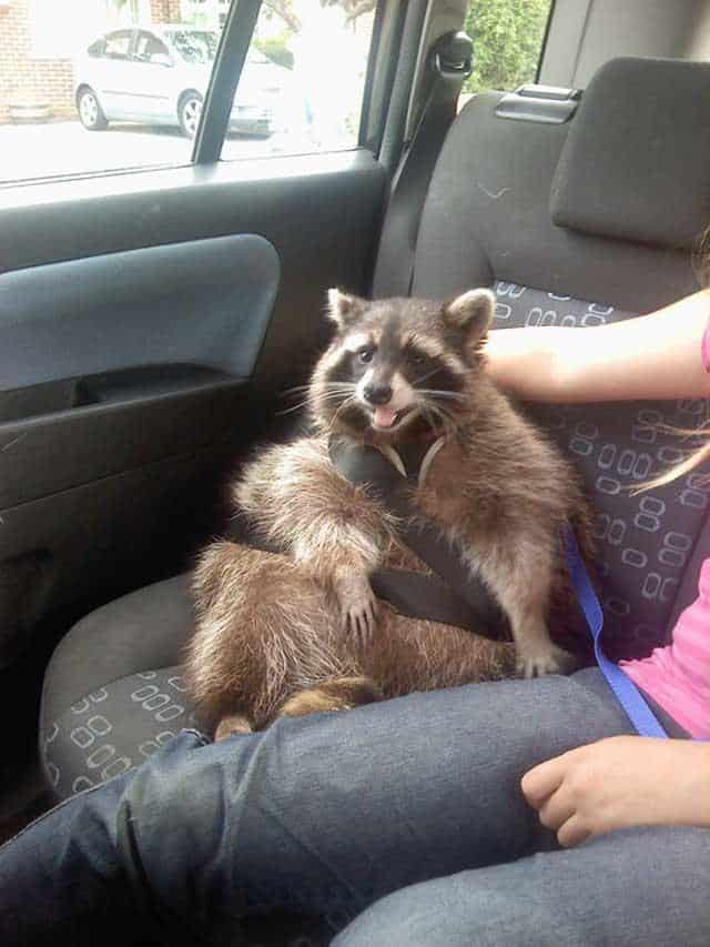 21 Animals Doing People Things | Pleated Jeans