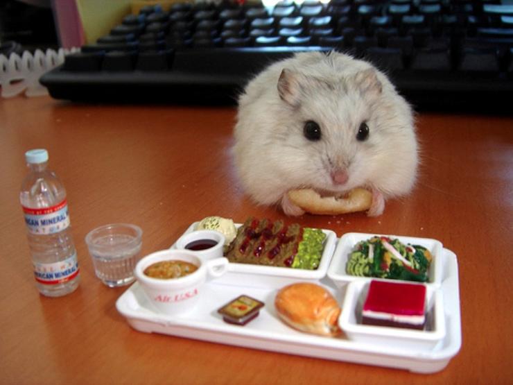 funny-hamster-gerbil-mini-meal-1.jpg