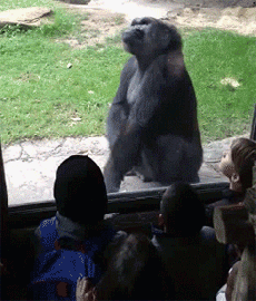 g.gif