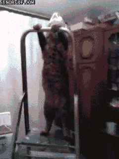 tumblr_mnsp5eU5531s199fdo1_250.gif