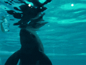 59993.gif