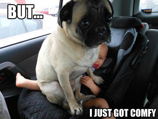 funny-cute-pug-sit-child-car-1.jpg
