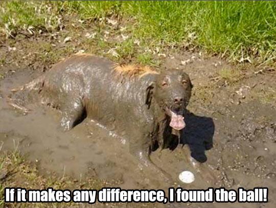 funny-dog-mud-dirty-ball-1.jpg