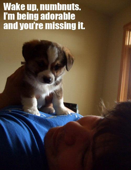 funny-little-dog-cute-sleep-owner-1.jpg