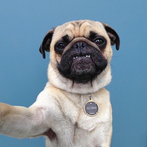 Meet Norm The Photogenic Pug (14 Pics) Pleated Jeans