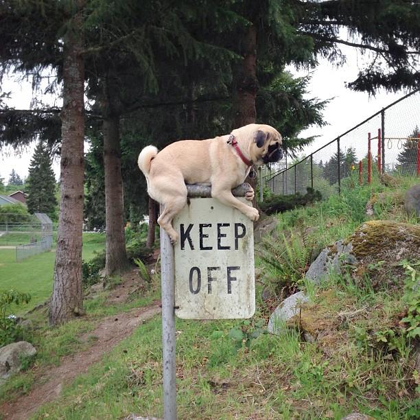 Meet Norm The Photogenic Pug (14 Pics) Pleated Jeans