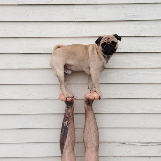 Meet Norm The Photogenic Pug (14 Pics) Pleated Jeans