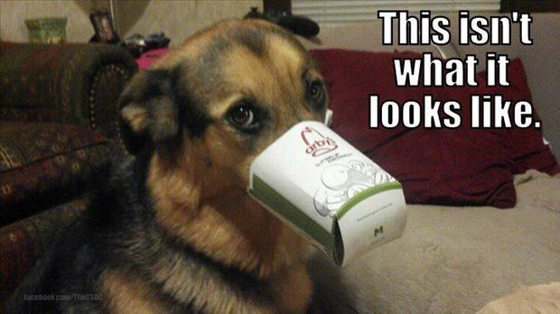 19 LOL Animal Pics (7.13.13) Pleated Jeans