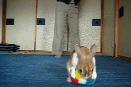 togifs.gif
