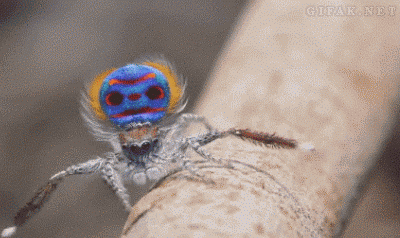 Dance-of-the-beautiful-Peacock-spider..gif