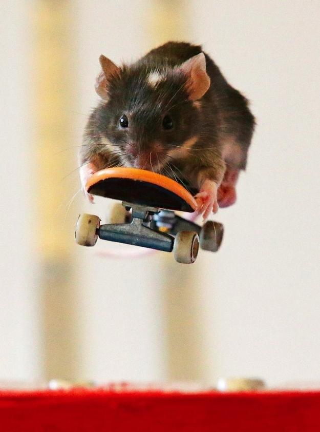 Check Out These Skateboarding Mice