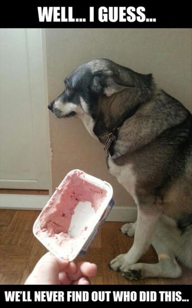 funny-dog-eats-it-1.jpg