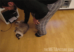 funny-gif-lazy-cat-sleeping.gif