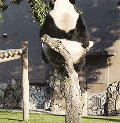 funny-gif-panda-fall-tree.gif