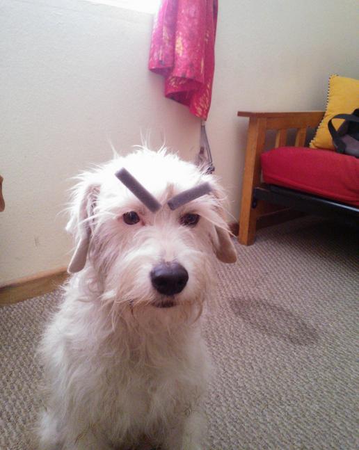 Pies Z Brodą I Krzaczastymi Brwiami 18 Dogs With Eyebrows | Pleated Jeans