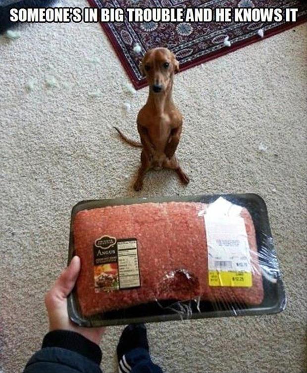 a-dog-eats-meat-1.jpg
