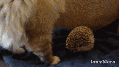 eox5ABn.gif
