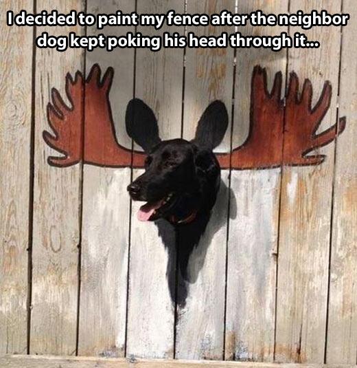 funny-fence-dog-painted-1.jpg