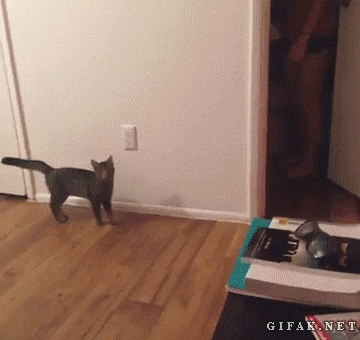 tumblr_mt02ecvvru1s2yegdo1_400.gif