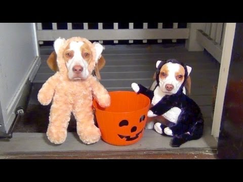 Maymo and Penny Go Trick or Treating