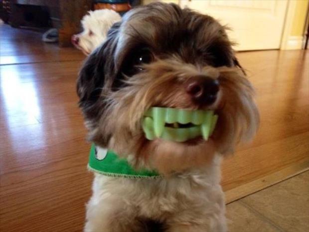 funny dog scary animals teeth dogs vampire october animal puppy face week fangs dump weirdnutdaily yes pleated jeans puppies last