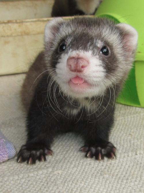 An Ode to the Ferret (24 Pics)