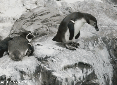 Jerk_Penguin.gif