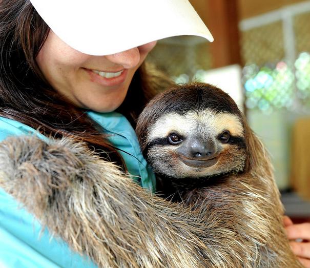 ravensden sloth