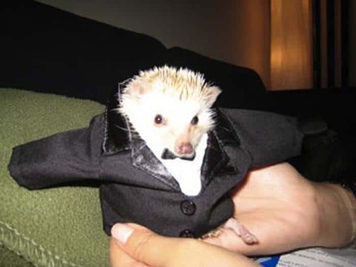 The 30 Cutest Little Hedgehogs of All Time Pleated Jeans