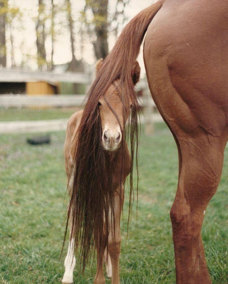 20 Animals Playing Hide and Seek