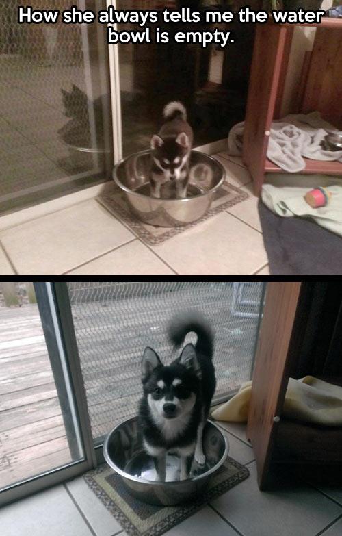 Dogs Pawing Water Bowl Dogs Pawing Water Bowl