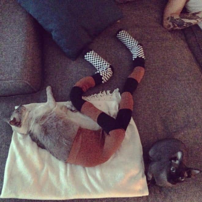 Cats Wearing Tights (14 Pics)