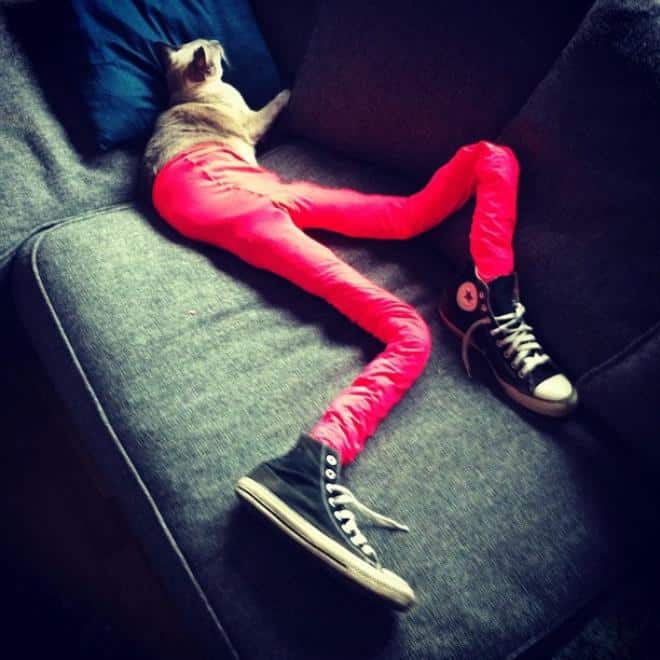 Cats Wearing Tights (14 Pics)