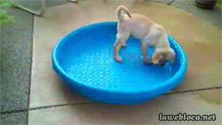 tumblr_mw6p8lO4bG1s02vreo1_250.gif