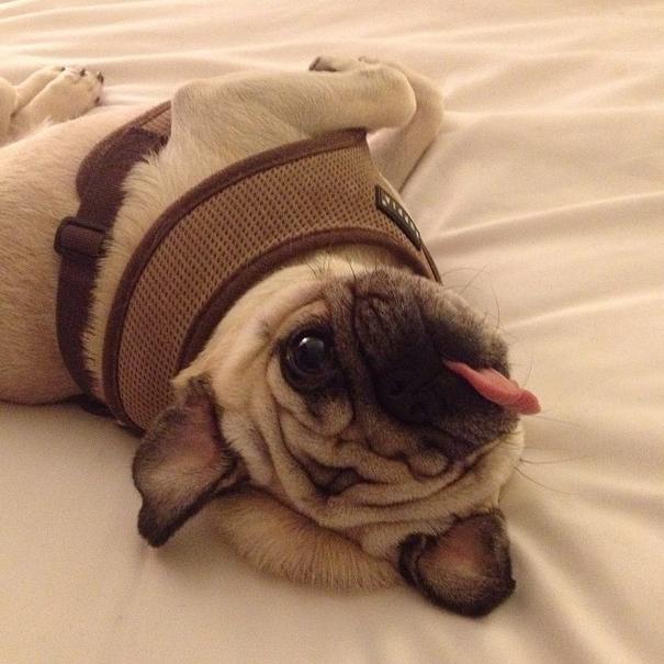 one eyed pug meet pirate pug the one eyed pug 18 pics pleated one eyed pug meet pirate pug the one eyed pug 18 pics pleated