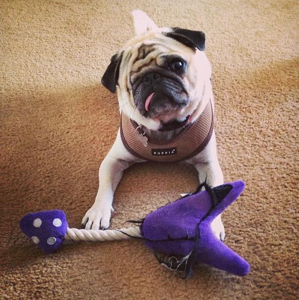 one eyed pug meet pirate pug the one eyed pug 18 pics pleated one eyed pug meet pirate pug the one eyed pug 18 pics pleated