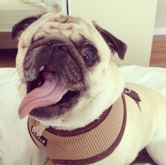 one eyed pug meet pirate pug the one eyed pug 18 pics pleated one eyed pug meet pirate pug the one eyed pug 18 pics pleated