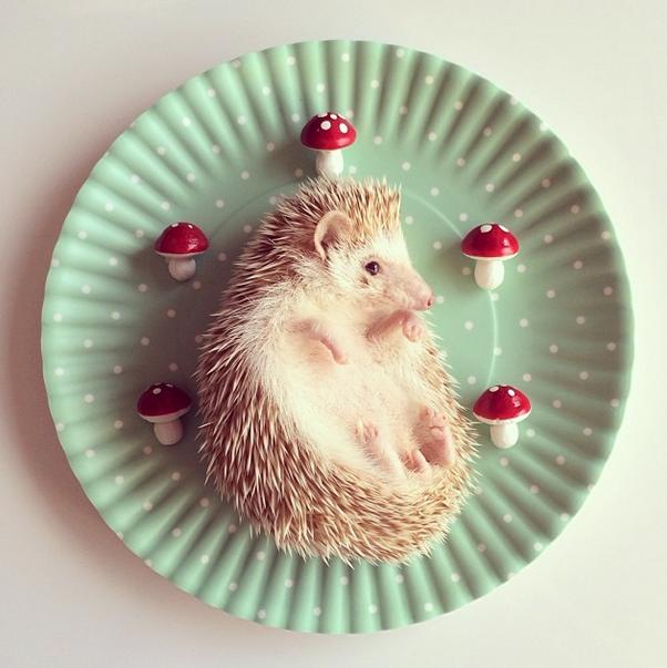 Meet Darcy the Flying Hedgehog (15 Pics) Pleated Jeans