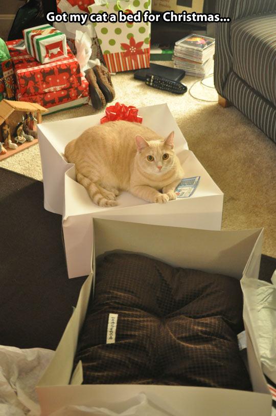 funny-cat-box-pillow-bed-gift-1.jpg